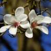 Magnolien