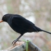Amsel