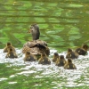 Enten
