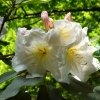 Rhododendron