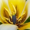 Tulpe