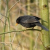 Amsel