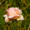 Oktoberrose