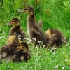 Enten