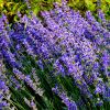 Lavendel