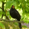 Amsel singt