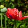 Mohn