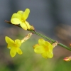Forsythien