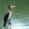 Kormoran