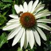 Echinacea mit Biene