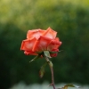 Dezemberrose