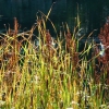 Gräser am Teich