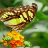 Schmetterling