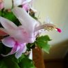 Blüte vom Weihnachtskaktus