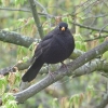 Amsel