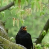 Amsel