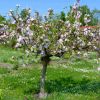 Apfelbaum