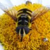 Große Schwebfliege