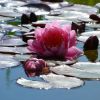 Seerose