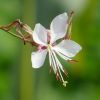 Blüte