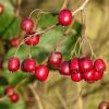 Beeren