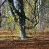 Starke Baumarme