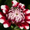 Dahlie
