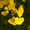 Ginkgo