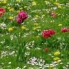 Blumenwiese