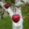 Äpfel im Herbst