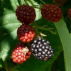 Brombeeren