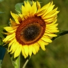 Sonnenblume