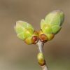 Knospen