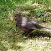 Amsel w.
