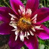 Dahlie mit Biene