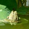 Frosch