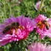 Bienen