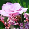 Sonnenschirm für Bienen