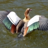 Nilgans