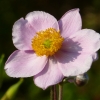 Anemone