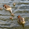 Familie Nilgans