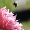 Hummelflug