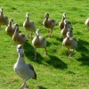 Junge Nilgänse