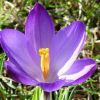 Krokus