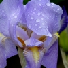 Iris im Regen