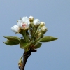 Apfelbaum Blüte