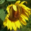 Sonnenblume
