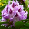 Rhododendron