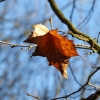 Herbstblatt