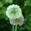 Allium